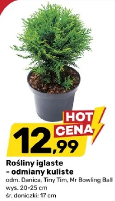 Rośliny iglaste - odmiany kuliste promocja w Bricomarche