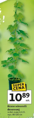 Krzew winorośli deserowej promocja w Auchan