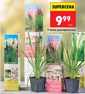 Trawa pampasowa promocja w Biedronka