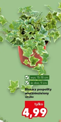 Bluszcz pospolity wiecznie zielony promocja w Kaufland