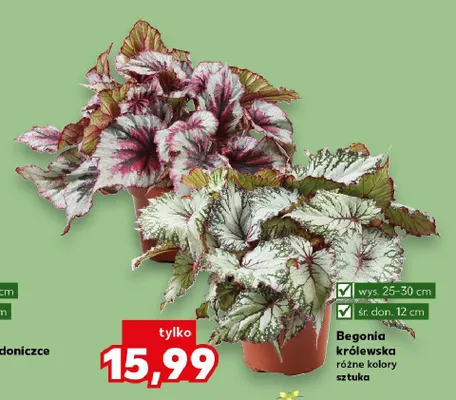 Begonia królewska wys. 25-30cm śr. don. 12cm promocja w Kaufland