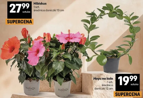 Hibiskus 1 szt. średnica doniczki 13 cm promocja w Delikatesy Centrum