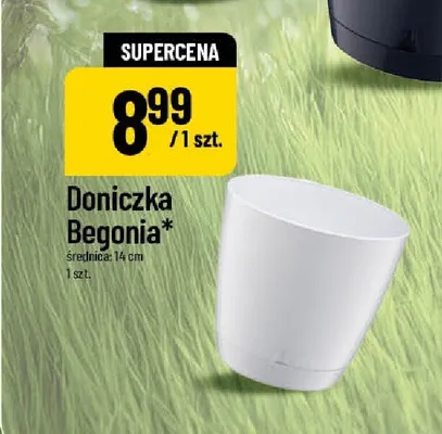 Doniczka Begonia 14 cm promocja w POLOmarket