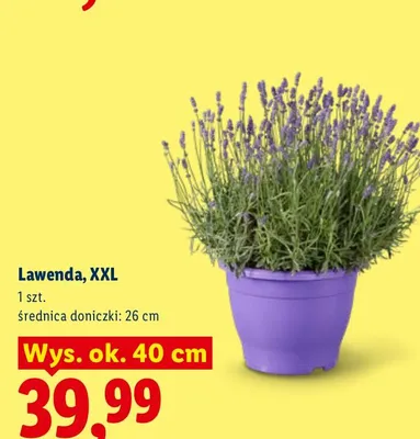 Lawenda XXL promocja w Lidl