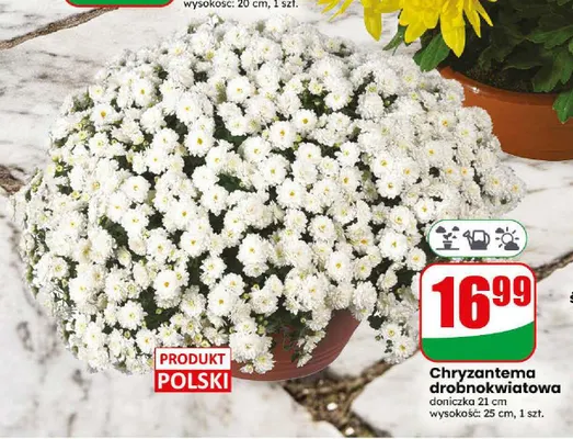 Chryzantema drobnokwiatowa doniczka 21 cm promocja w Dino