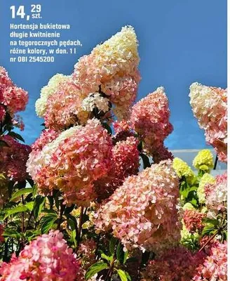 Hortensja bukietowa długie kwitnienie na tegorocznych pędach, różne kolory promocja w OBI