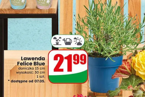 Lawenda Felice Blue doniczka 15cm wysokość 30cm promocja w Dino