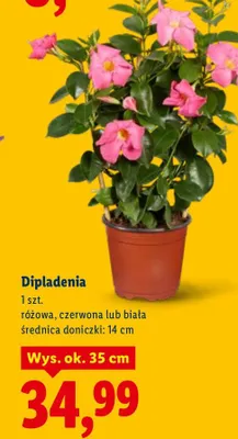 Dipladenia, różowa, czerwona lub biała promocja w Lidl