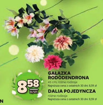 Dalia pojedyncza różne rodzaje promocja w Stokrotka