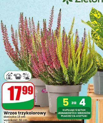 Wrzos trzykolorowy promocja w Dino