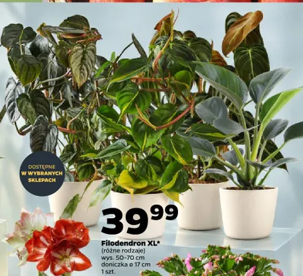 Filodendron Xl promocja w Netto