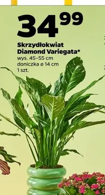 Skrzydłokwiat Diamond Variegata promocja w Netto