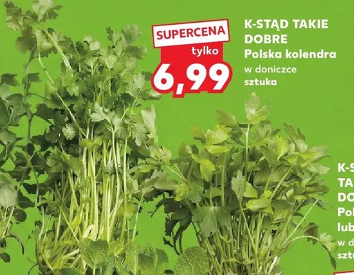 Kolendra w doniczce promocja w Kaufland