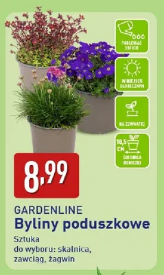 Byliny poduszkowe promocja w Aldi