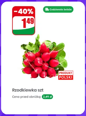 Rzodkiewka polska promocja w Dino