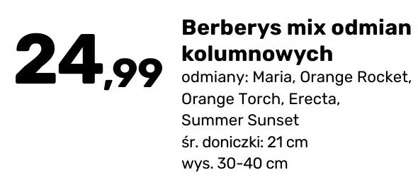 Berberys mix odmian kolumnowych promocja w Bricomarche