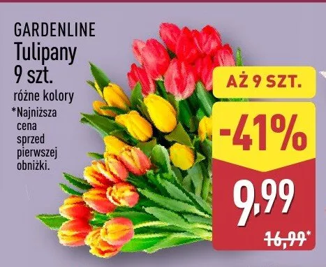 Tulipany 9 szt. promocja w Aldi