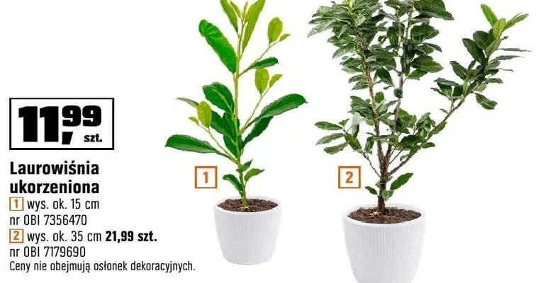 Laurowiśnia ukorzeniona wys. ok. 30 cm, wys. ok. 35 cm promocja w OBI