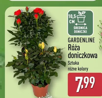 Róża doniczkowa Gardenline promocja w Aldi