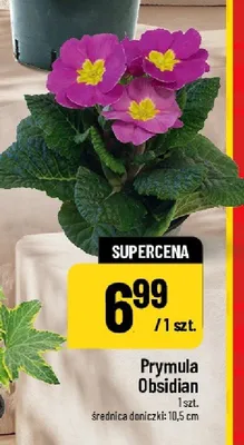 Prymula Obsidian promocja w POLOmarket