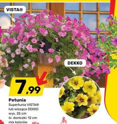Petunia Superpetunia VISTA lub wisząca DEKKO promocja w Bricomarche