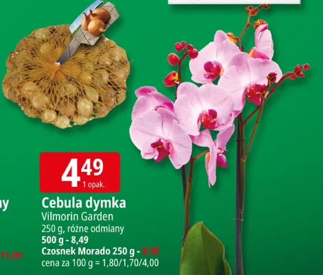 Cebula dymka Czosnek Morado promocja w Leclerc