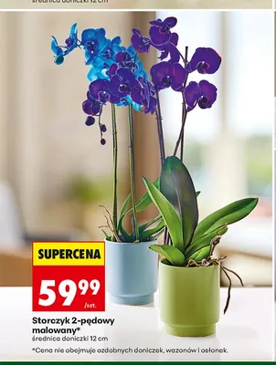 Storczyk 2-pędowy malowany promocja w Biedronka