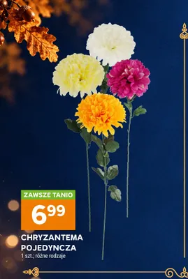 Chryzantema pojedyncza promocja w Stokrotka