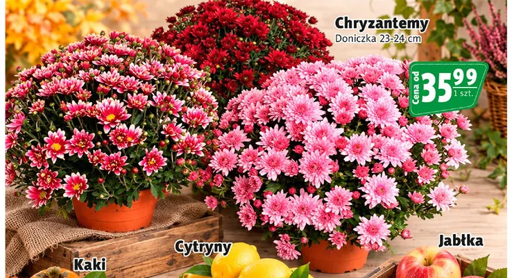 Chryzantemy doniczka 23-24 cm promocja w Prim Market