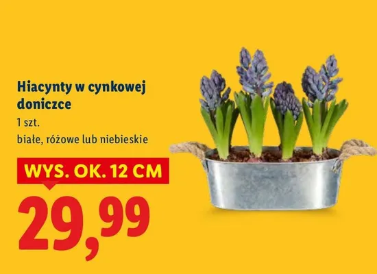 Hiacynty w cynkowej doniczce promocja w Lidl