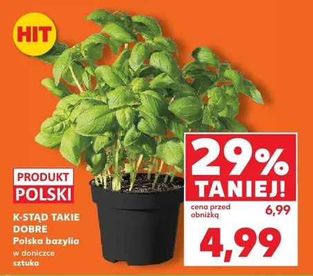 Bazylia w doniczce promocja w Kaufland
