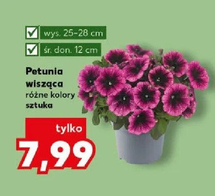 Petunia wisząca różne kolory promocja w Kaufland