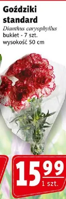 Goździki standard promocja w Prim Market
