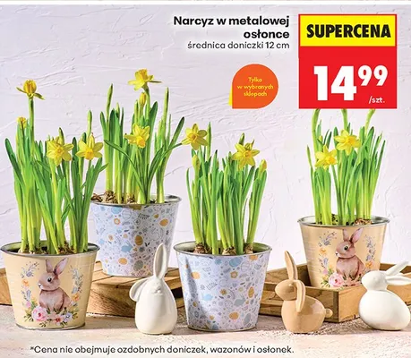Narcyz w metalowej osłonce promocja w Biedronka
