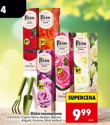 Róża szczepiona, różne rodzaje promocja w Biedronka