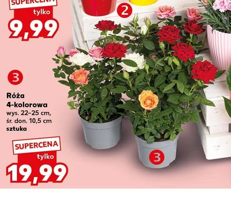 Róża 4-kolorowa wys. 22-25cm śr. don. 10,5cm promocja w Kaufland