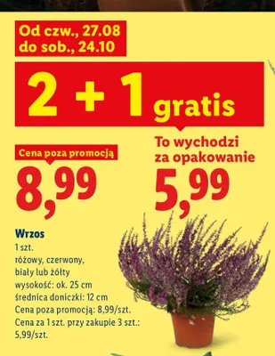 Wrzos różowy promocja w Lidl