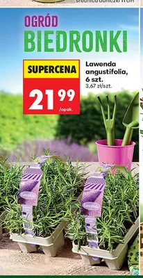 Lawenda angustifolia 6-pak promocja w Biedronka