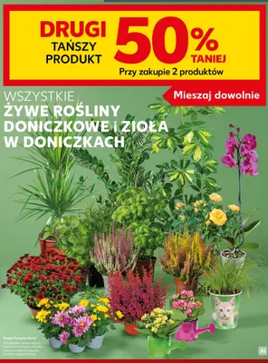 Żywe rośliny doniczkowe i zioła w doniczkach promocja w Kaufland