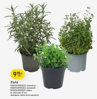 Zioła mięta doniczka 13cm promocja w Castorama