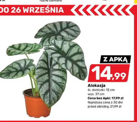 Alokazja promocja w Bricomarche
