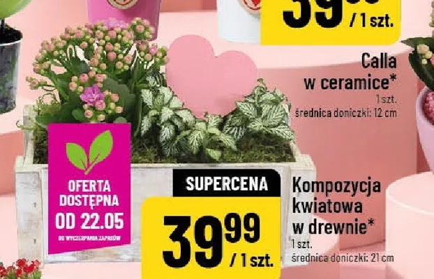 Kompozycja kwiatowa w drewnie średnica doniczki 21cm promocja w POLOmarket