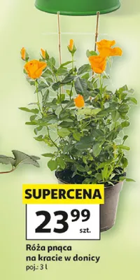 Róża pnąca na kracie w donicy promocja w Auchan