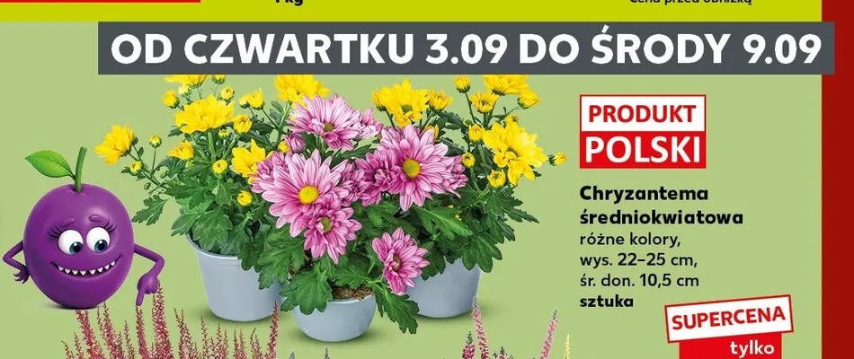 Chryzantema średniokwiatowa promocja w Kaufland