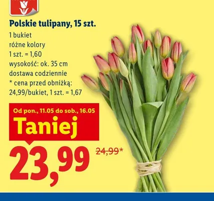 Polskie tulipany 15-pak promocja w Lidl