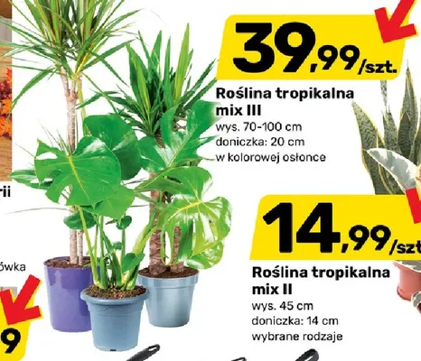 Roślina tropikalna mix Iii promocja w Bricomarche