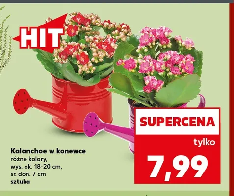 Kalanchoe w konewce promocja w Kaufland