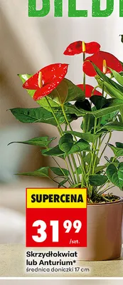 Anturium promocja w Biedronka