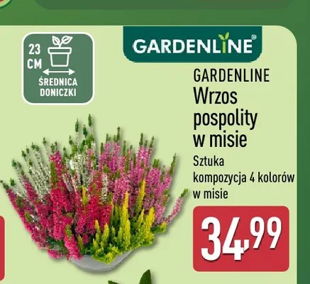 Wrzos pospolity w misie Gardenline promocja w Aldi