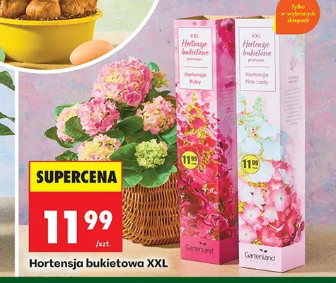 Hortensja bukietowa XXL promocja w Biedronka